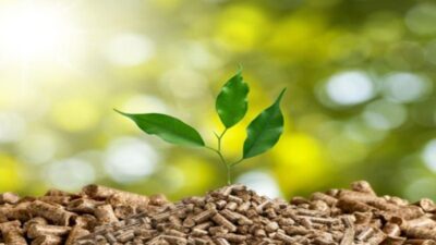 Peluang dan Tantangan Energi Biomassa