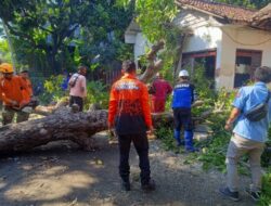 Pohon Tumbang di Desa Semiring, Kecamatan Mangaran, Kabupaten Situbondo, Tim Gabungan Berhasil Atasi Insiden Tanpa Korban Jiwa