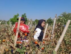 Bang Ahmad Tebar Kebahagiaan lewat Panen Tomat Gratis untuk Warga