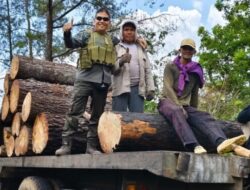 Pengecekan Lapangan, Perhutani Bondowoso Capai 97% Target Tebangan Pinus 2024