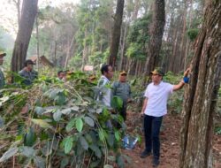 Wakadivre Perhutani Jatim Pantau Langsung Suksesnya Pengelolaan Kopi dan Getah Pinus di Bondowoso