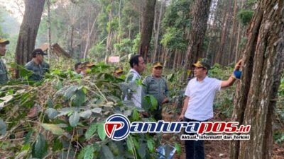 Wakadivre Perhutani Jatim Pantau Langsung Suksesnya Pengelolaan Kopi dan Getah Pinus di Bondowoso