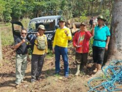 Trabas Buana Perhutani Pastikan Penebangan Pinus di Sumber Wringin Berjalan Lancar