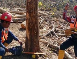 Perhutani Bondowoso Kejar Target Penebangan Jati, Kerja Ekstra hingga Akhir Tahun