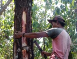 Produksi Getah Pinus Capai 55 Ton, RPH Tapen Bondowoso Tembus Target Ditengah Krisis Tenaga Penyadap