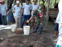 Inovasi Babinsa Desa Sumberkolak Ubah Limbah Ternak Jadi Emas Hijau