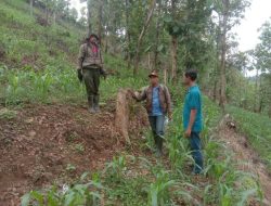 Kolaborasi Dengan Perhutani, Polsek Arjasa Mulai Dalami Kasus Pengrusakan Hutan Produksi di Situbondo