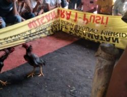 Perjudian Sabung Ayam Di Krian Sidoarjo Kian Marak, Warga Resah: Aparat Diminta Segera Bertindak