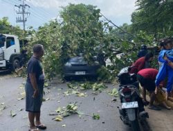 Pohon Jati Tumbang Timpa Rombongan TK Di Jalur Pantura Situbondo
