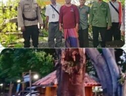 Cegah Bahaya, Perhutani & Polsek Kendit Pangkas Pohon Rapuh Di Baech Forest Situbondo