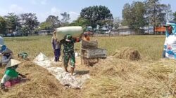 Sinergi TNI dan Petani di Suboh Berbuah Manis, 3.100 Kg Padi Dipanen dari Lahan 0,4 Hektar