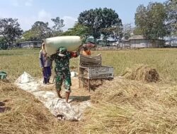 Sinergi TNI dan Petani di Suboh Berbuah Manis, 3.100 Kg Padi Dipanen dari Lahan 0,4 Hektar