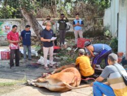 Perhutani Bondowoso Laksanakan Penyembelihan Hewan Kurban, 350 Kupon Daging Dibagikan