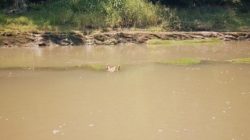 Sempat Hilang Sejak Sore, Bocah Asal Panarukan Ditemukan Tak Bernyawa di Sungai