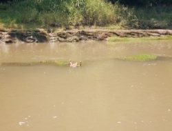 Sempat Hilang Sejak Sore, Bocah Asal Panarukan Ditemukan Tak Bernyawa di Sungai