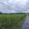 Hamparan Tebu di Kawasan Hutan Tuai Kecurigaan, LSM SITI JENAR Desak Audit Total KHDPK