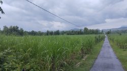 Hamparan Tebu di Kawasan Hutan Tuai Kecurigaan, LSM SITI JENAR Desak Audit Total KHDPK