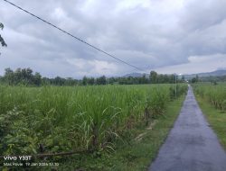 Hamparan Tebu di Kawasan Hutan Tuai Kecurigaan, LSM SITI JENAR Desak Audit Total KHDPK